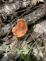 Trametes coccinea