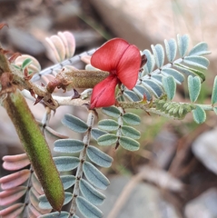 Indigofera leucotricha