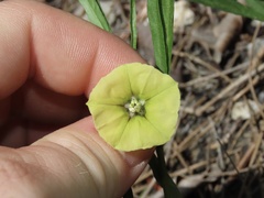 Physalis angustifolia