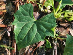 Zehneria cunninghamii