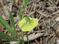 Physalis angustifolia