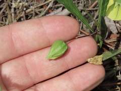 Physalis angustifolia
