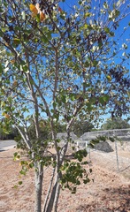 Cercis canadensis texensis