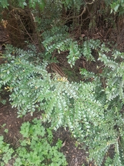 Nothofagus cunninghamii