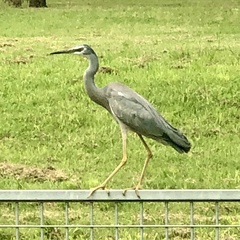 Egretta novaehollandiae novaehollandiae