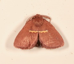 Monoleuca semifascia