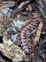 Nearctodesmidae