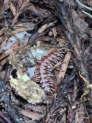 Nearctodesmidae