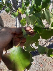 Cercis canadensis texensis