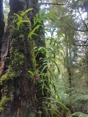 Microsorum pustulatum