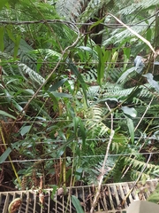 Parsonsia brownii