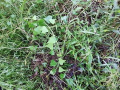 Echinostephia aculeata