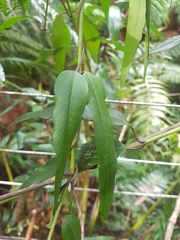 Parsonsia brownii