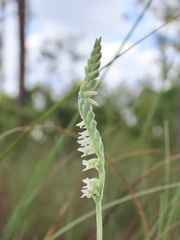 Spiranthes vernalis