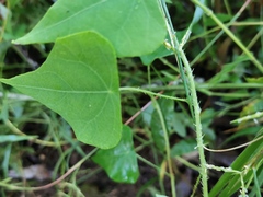Echinostephia aculeata