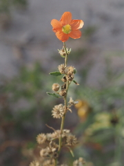 Sphaeralcea fendleri