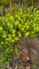 Leucadendron eucalyptifolium