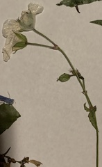 Geranium richardsonii