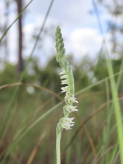 Spiranthes vernalis