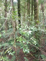 Atherosperma moschatum