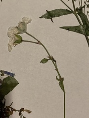 Geranium richardsonii