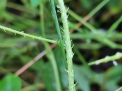 Echinostephia aculeata