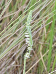 Spiranthes vernalis