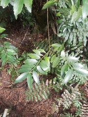 Atherosperma moschatum