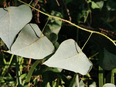 Echinostephia aculeata