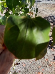 Cercis canadensis texensis