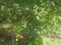 Passiflora herbertiana