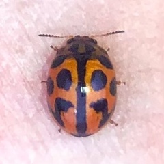 Peltoschema oceanicum