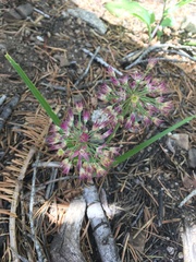 Allium campanulatum