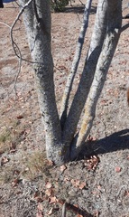 Cercis canadensis texensis