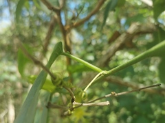 Passiflora herbertiana