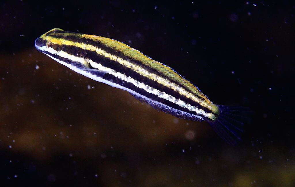 Yellow Sabretooth Blenny (Fishes of Cabbage Tree Bay Aquatic Reserve ...