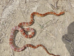 Pantherophis guttatus