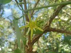 Passiflora herbertiana