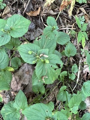 Viola pubescens