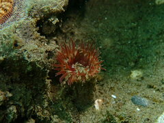 Anthopleura artemisia