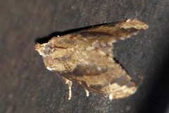 Hexafrenum sibylla