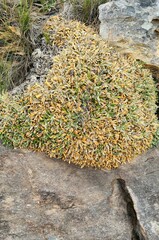 Oldenburgia paradoxa