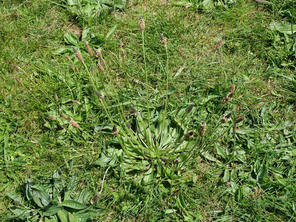 ribwort plantain from Korokoro, Lower Hutt, New Zealand on October 22