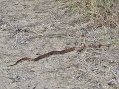 Pantherophis guttatus