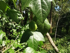 Passiflora herbertiana