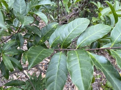 Strophanthus divaricatus