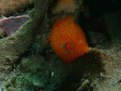 Acanthodoris lutea