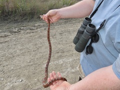 Pantherophis guttatus
