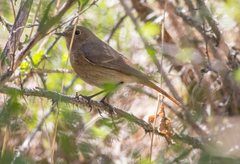 Phoenicurus ochruros phoenicuroides