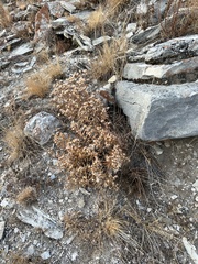 Saussurea salicifolia